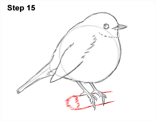 How to Draw a Cute Fluffy European Robin Bird 15