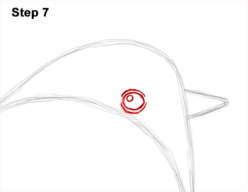 Draw a European Robin Bird 7 How to Draw a Cute Fluffy European Robin Bird 7