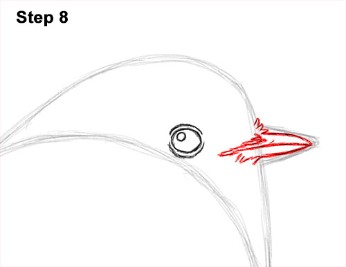 Draw a European Robin Bird 8 How to Draw a Cute Fluffy European Robin Bird 8