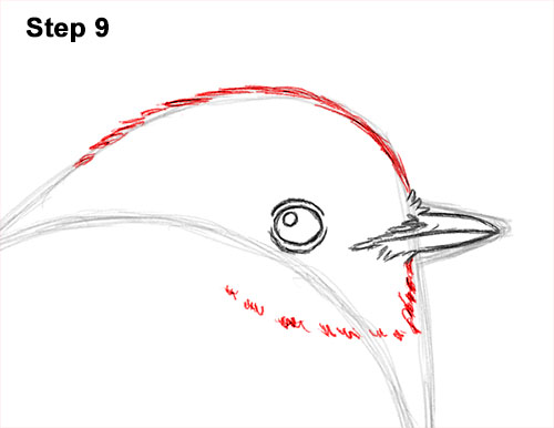Draw a European Robin Bird 9 How to Draw a Cute Fluffy European Robin Bird 9