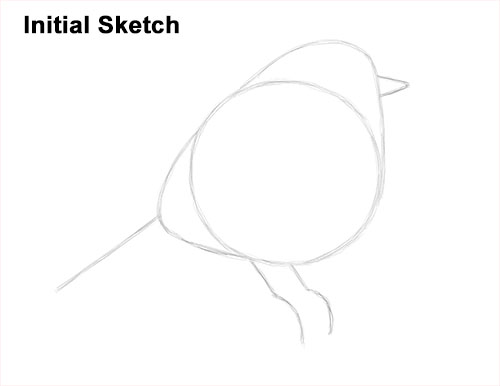 Draw a European Robin Bird Guide Lines How to Draw a Cute Fluffy European Robin Bird Initial Sketch
