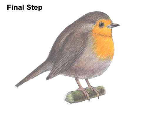 How to Draw a Cute Fluffy European Robin Bird