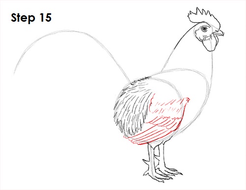 Draw Rooster 15