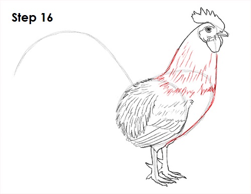 Draw Rooster 16