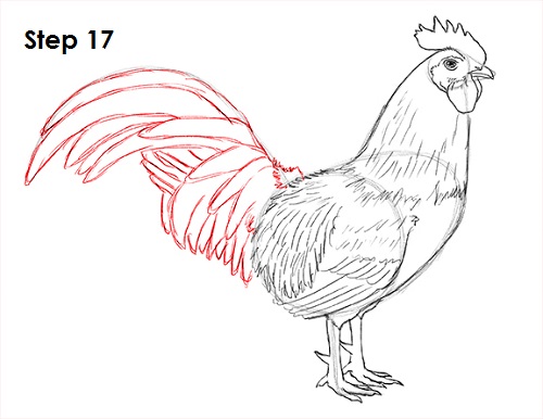 Draw Rooster 17