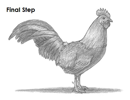 Draw Rooster Last