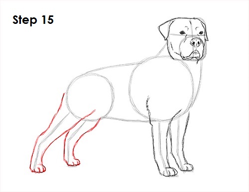 Rottweiler Drawing 15 Draw Rottweiler 15