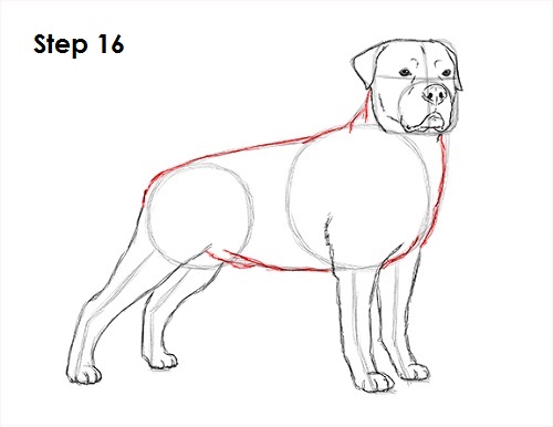 Rottweiler Drawing 16 Draw Rottweiler 16