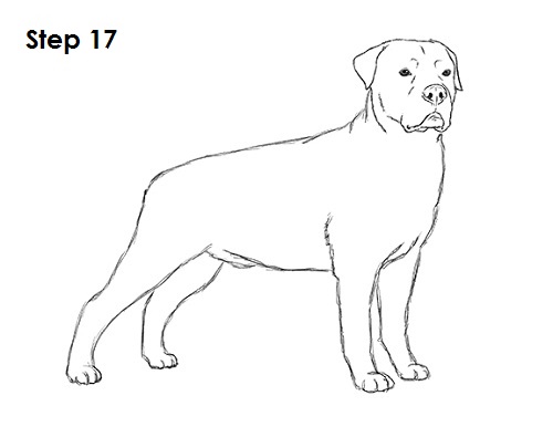 Rottweiler Drawing 17 Draw Rottweiler 17