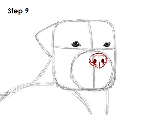 Draw Rottweiler 9