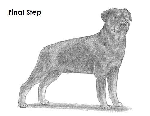 Rottweiler Drawing Draw Rottweiler Dog