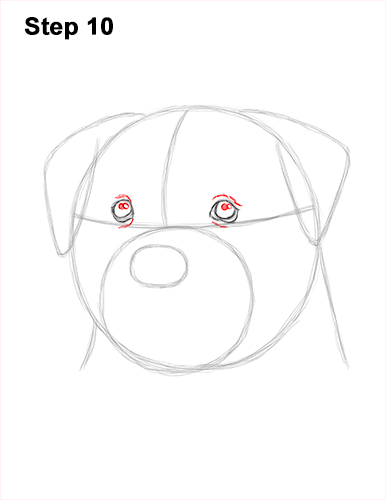 How to Draw a Rottweiler Dog Head Portrait Face 10