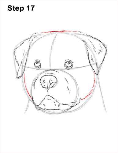How to Draw a Rottweiler Dog Head Portrait Face 17