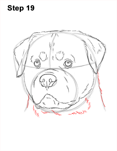 How to Draw a Rottweiler Dog Head Portrait Face 19
