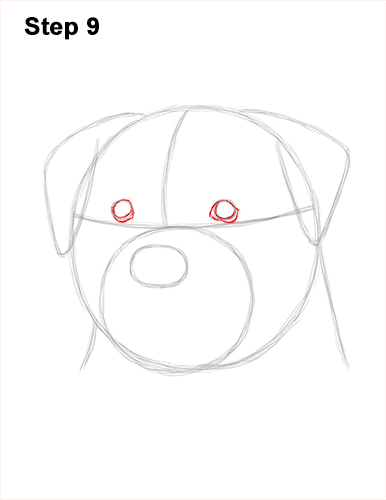 Draw Rottweiler Dog Head 9 How to Draw a Rottweiler Dog Head Portrait Face 9