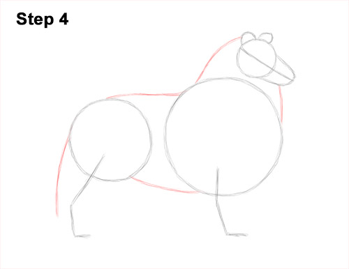 Draw a Rough Collie Dog 4 How to Draw a Rough Collie Dog Side View 4