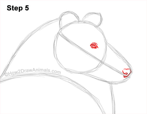 Draw a Rough Collie Dog 5 How to Draw a Rough Collie Dog Side View 5