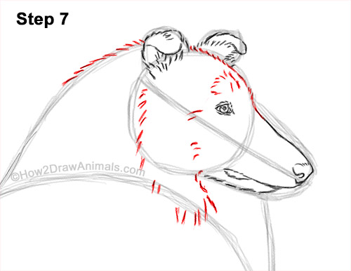 How to Draw a Rough Collie Dog Side View 7