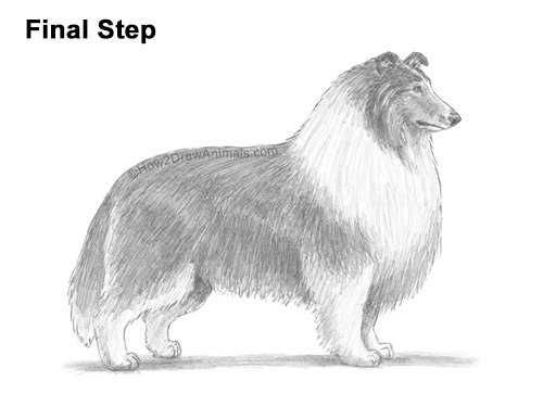 How to Draw a Rough Collie Dog Side View