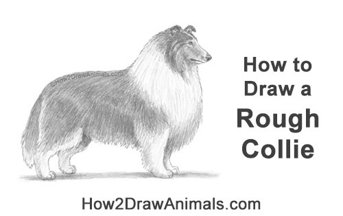 Draw a Rough Collie Dog How to Draw a Rough Collie Dog Side View