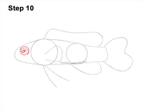 How to Draw a Royal Gramma Fairy Basslet Fish 10