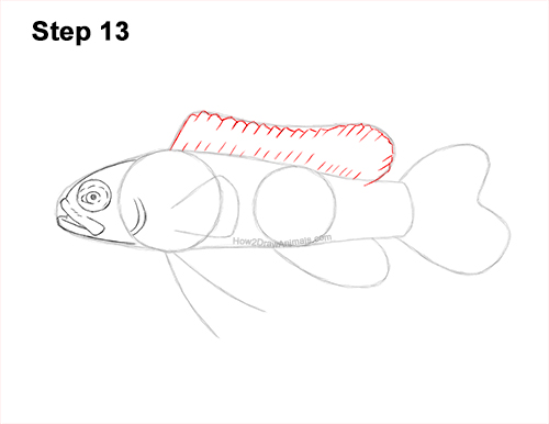 How to Draw a Royal Gramma Fairy Basslet Fish 13