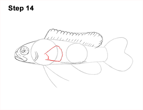 How to Draw a Royal Gramma Fairy Basslet Fish 14