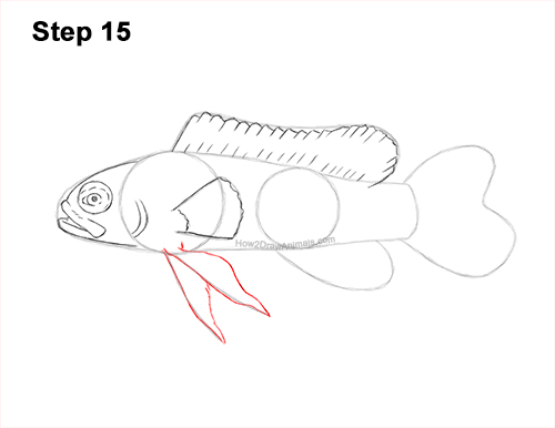 Draw Royal Gramma Fish 15 How to Draw a Royal Gramma Fairy Basslet Fish 15