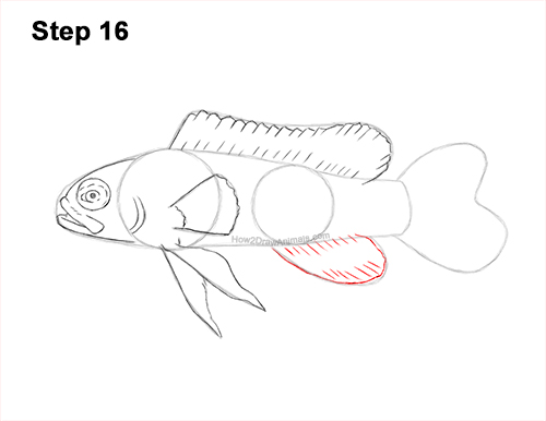 Draw Royal Gramma Fish 16 How to Draw a Royal Gramma Fairy Basslet Fish 16
