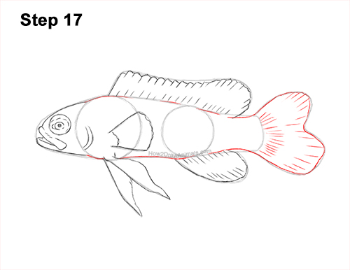 Draw Royal Gramma Fish 17 How to Draw a Royal Gramma Fairy Basslet Fish 17