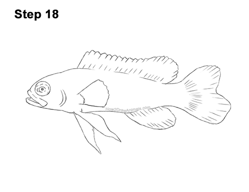 Draw Royal Gramma Fish 18 How to Draw a Royal Gramma Fairy Basslet Fish 18