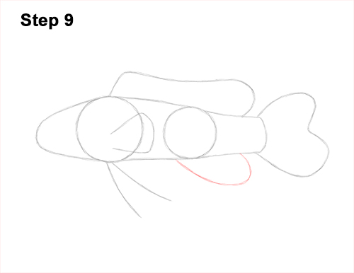 How to Draw a Royal Gramma Fairy Basslet Fish 9