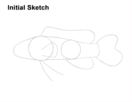 How to Draw a Royal Gramma Fairy Basslet Fish Guides Lines