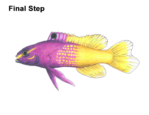 Draw Royal Gramma Fish How to Draw a Royal Gramma Fairy Basslet Fish