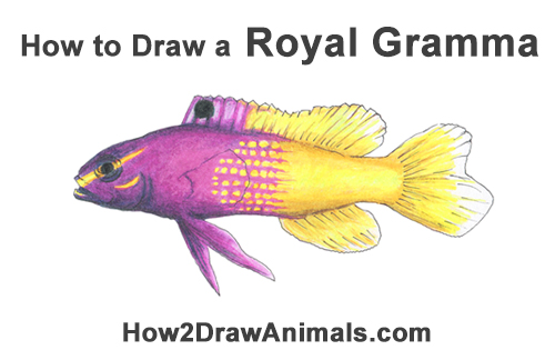 Draw Royal Gramma Fish How to Draw a Royal Gramma Fairy Basslet Fish