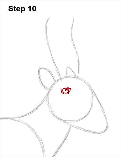 How to Draw a Male Saiga Antelope 10