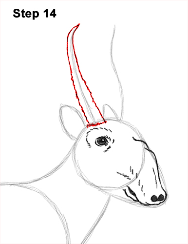How to Draw a Male Saiga Antelope 14