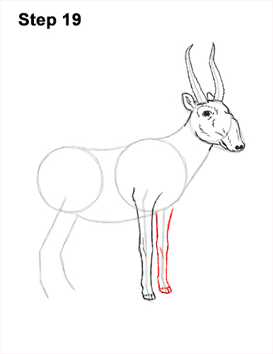 How to Draw a Male Saiga Antelope 19