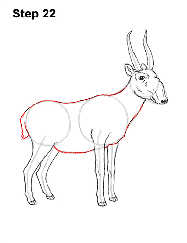 How to Draw a Male Saiga Antelope 22