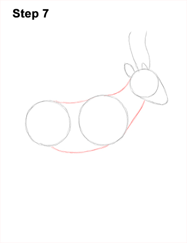 Draw Saiga Antelope 7 How to Draw a Male Saiga Antelope 7