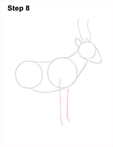 Draw Saiga Antelope 8 How to Draw a Male Saiga Antelope 8
