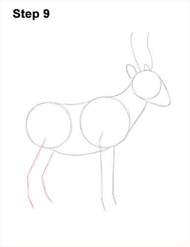 Draw Saiga Antelope 9 How to Draw a Male Saiga Antelope 9