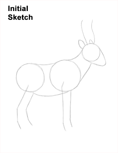 Draw Saiga Antelope Guidelines How to Draw a Male Saiga Antelope Guide Lines
