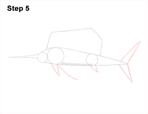 How to Draw an Atlantic Sailfish Side View 5