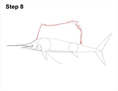 How to Draw an Atlantic Sailfish Side View 8