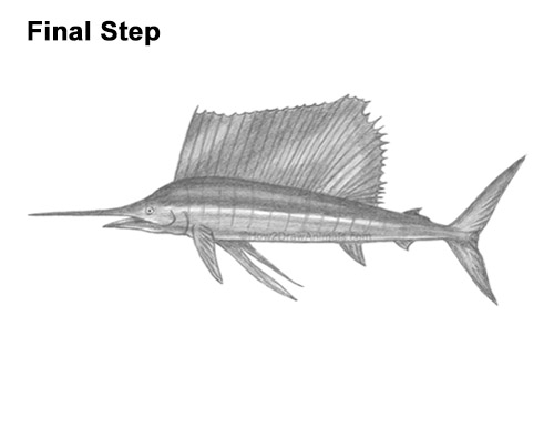 How to Draw an Atlantic Sailfish Side View
