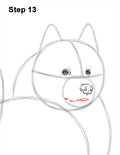 How to Draw a White Samoyed Puppy Dog 13