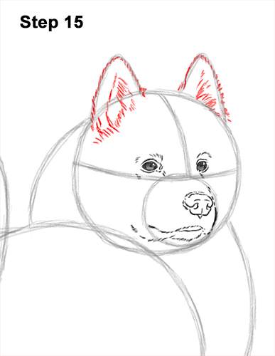 Draw a Samoyed Dog 15 How to Draw a White Samoyed Puppy Dog 15