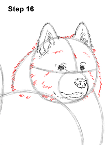 Draw a Samoyed Dog 16 How to Draw a White Samoyed Puppy Dog 16