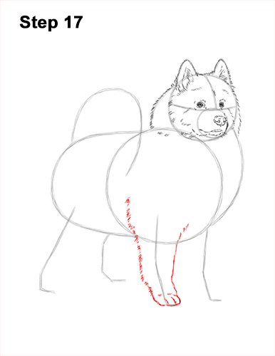 Draw a Samoyed Dog 17 How to Draw a White Samoyed Puppy Dog 17